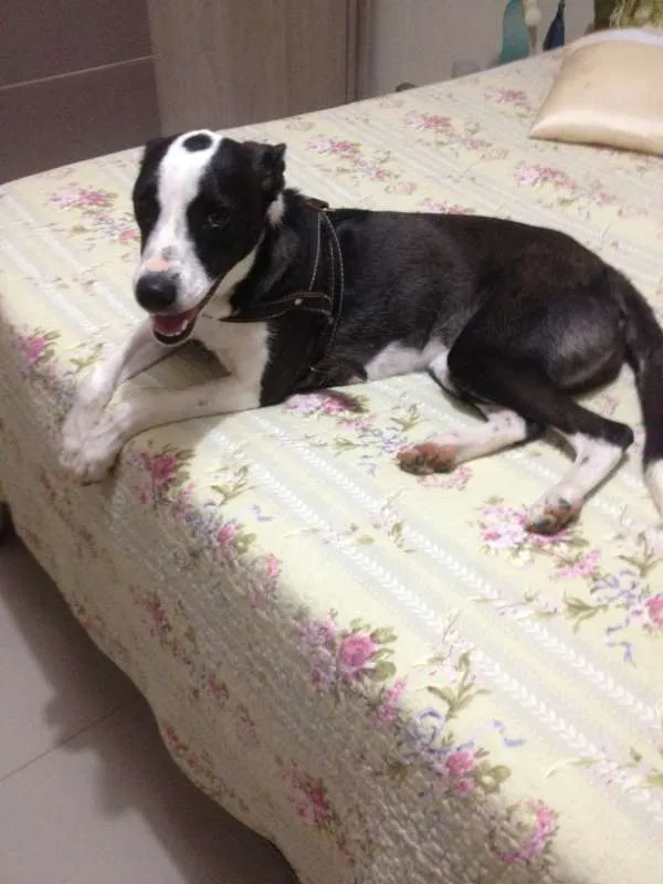Cachorro ra a Terrier idade Abaixo de 2 meses nome Maggie