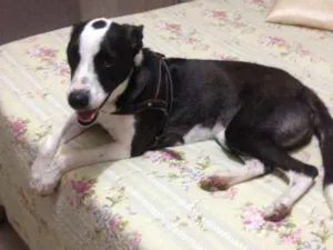 Cachorro raça Terrier idade Abaixo de 2 meses nome Maggie