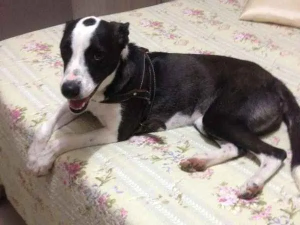 Cachorro ra a Terrier idade Abaixo de 2 meses nome Maggie