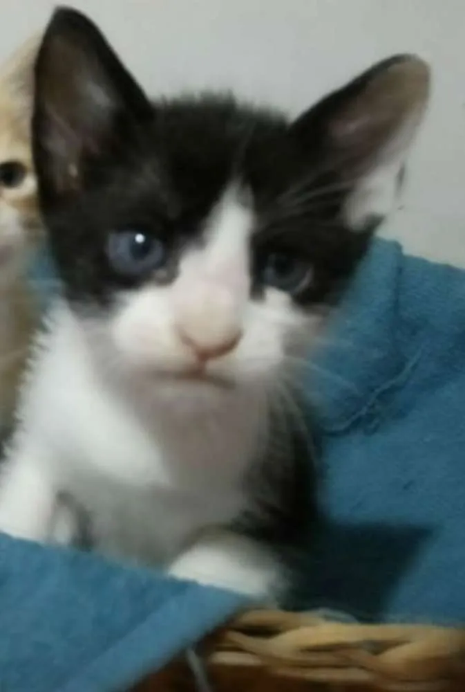 Gato ra a Sem raça definida idade Abaixo de 2 meses nome Mingal