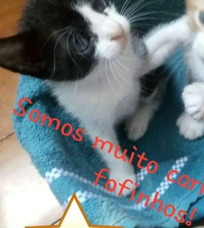 Gato ra a Sem raça definida idade Abaixo de 2 meses nome Mingal