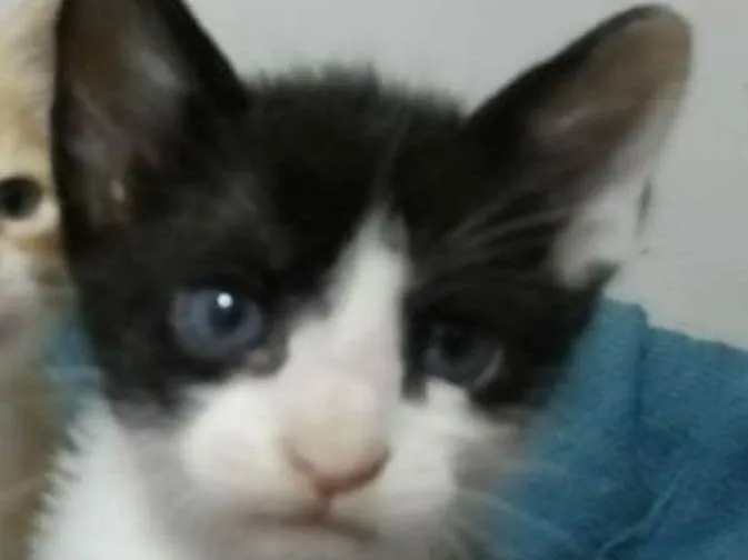 Gato ra a Sem raça definida idade Abaixo de 2 meses nome Mingal