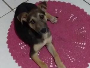 Cachorro raça Indefinida idade 2 a 6 meses nome Fred