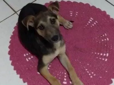 Cachorro ra a Indefinida idade 2 a 6 meses nome Fred