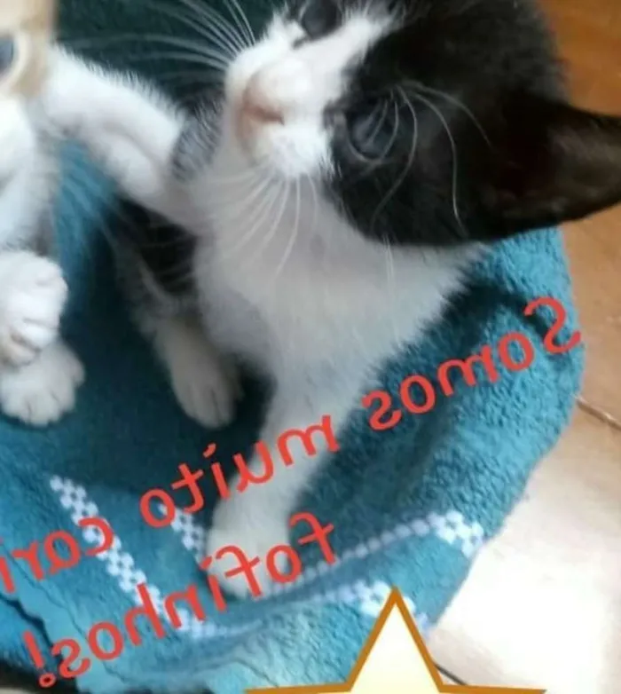 Gato ra a Sem raça definida idade Abaixo de 2 meses nome Mingal