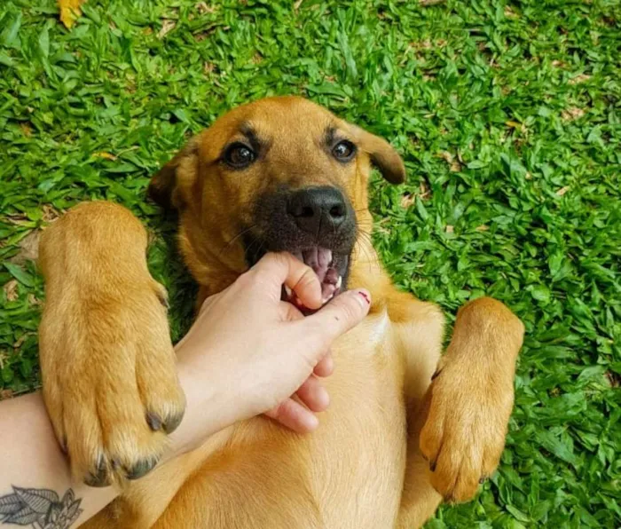 Cachorro ra a SRD idade 2 a 6 meses nome Chaminé