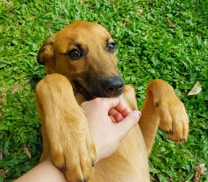Cachorro ra a SRD idade 2 a 6 meses nome Chaminé