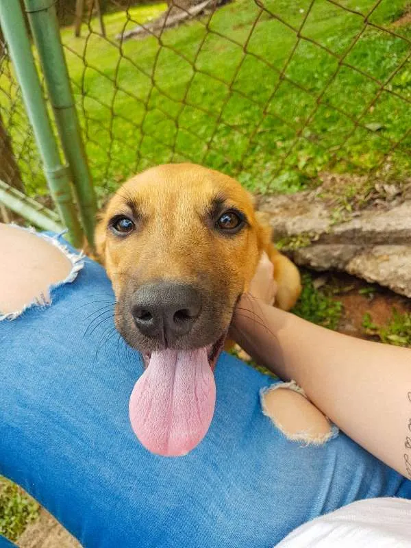 Cachorro ra a SRD idade 2 a 6 meses nome Chaminé