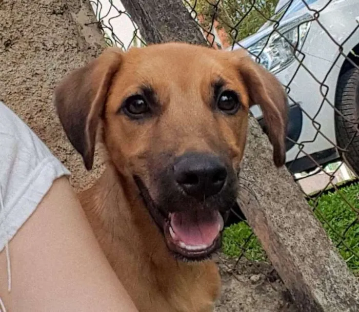 Cachorro ra a SRD idade 2 a 6 meses nome Chaminé