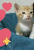 Tom