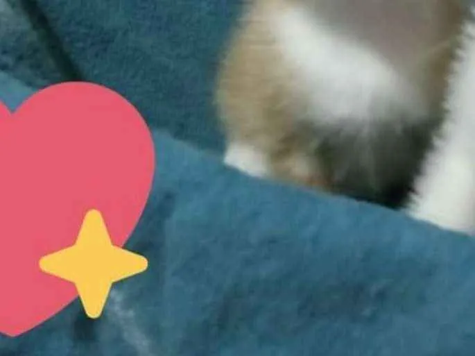 Gato ra a Sem raça definida idade Abaixo de 2 meses nome Tom