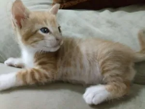Gato raça Sem raça definida idade Abaixo de 2 meses nome Tom