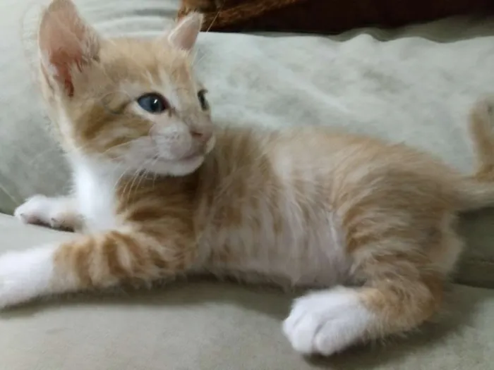 Gato ra a Sem raça definida idade Abaixo de 2 meses nome Tom