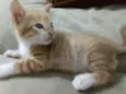 Tom