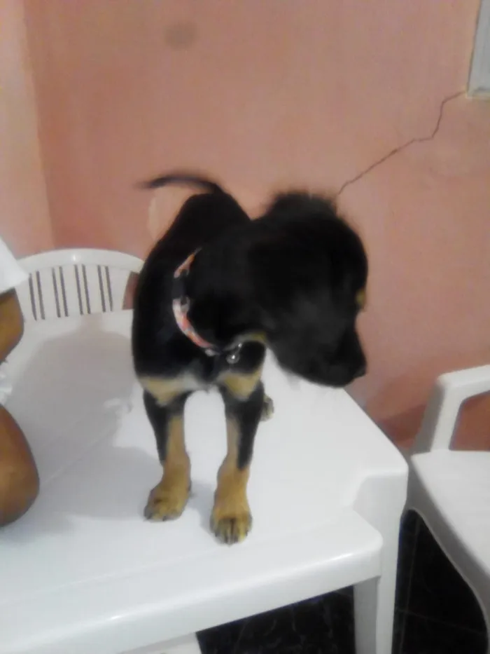 Cachorro ra a sem raça idade 2 a 6 meses nome sem nome