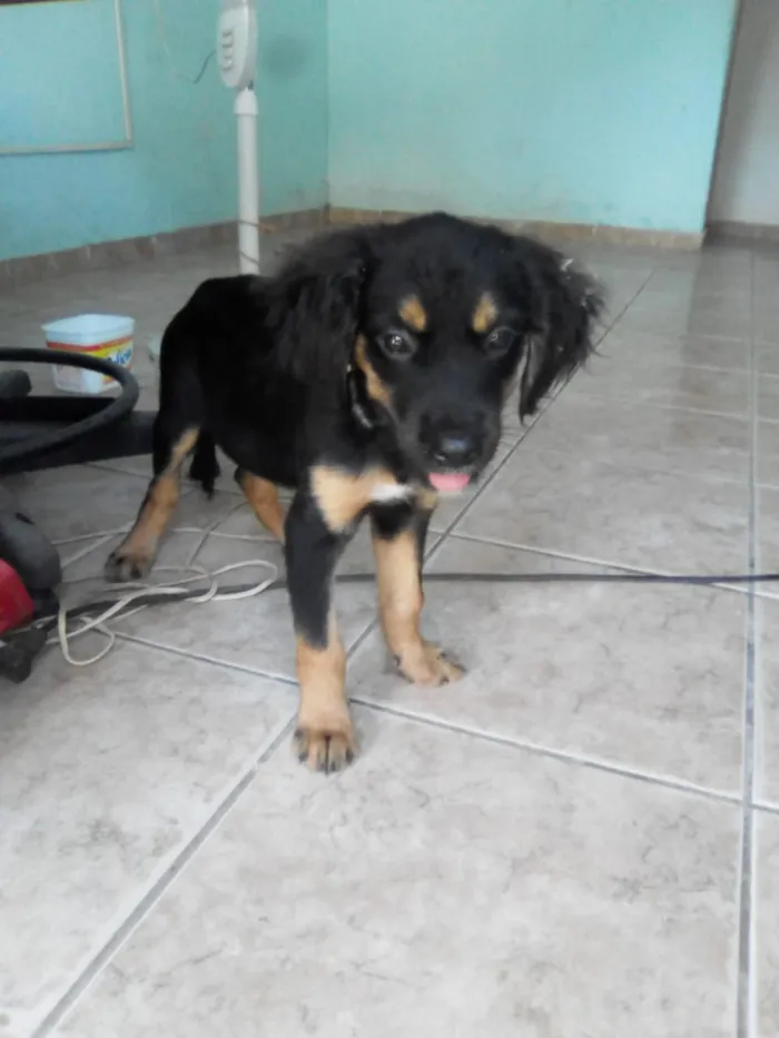 Cachorro ra a sem raça idade 2 a 6 meses nome sem nome