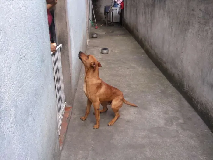 Cachorro raça Vira Lata idade 7 a 11 meses nome Marley