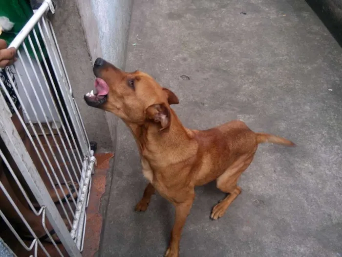 Cachorro raça Vira Lata idade 7 a 11 meses nome Marley