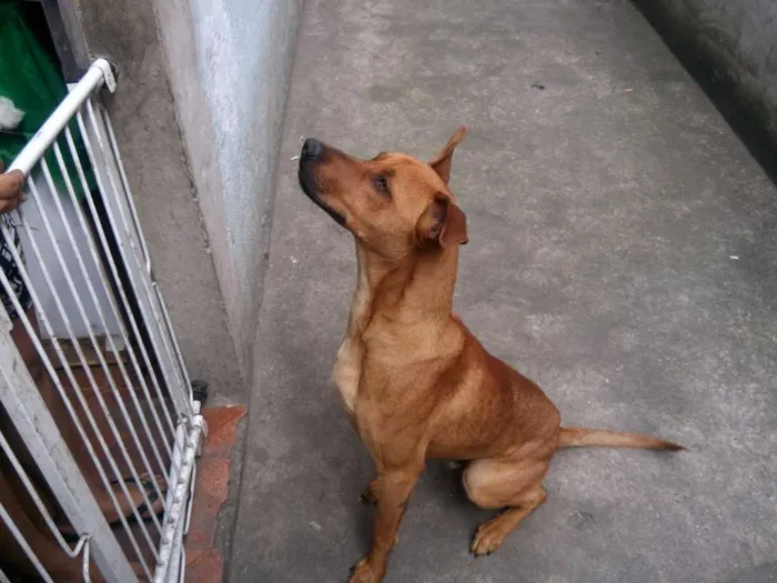 Cachorro raça Vira Lata idade 7 a 11 meses nome Marley