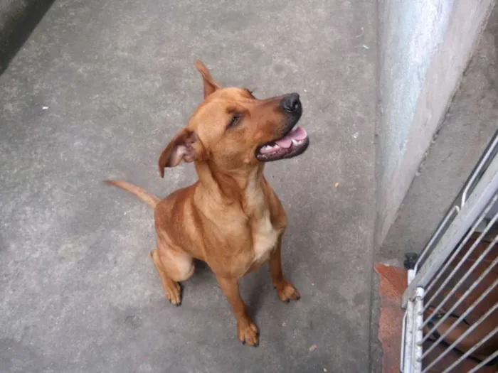 Cachorro raça Vira Lata idade 7 a 11 meses nome Marley