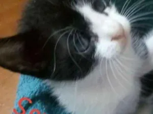 Gato raça Sem raça definida idade Abaixo de 2 meses nome Mingal