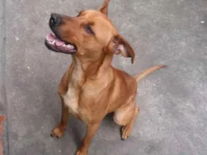 Cachorro raça Vira Lata idade 7 a 11 meses nome Marley