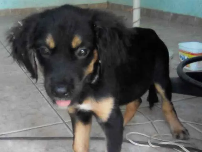 Cachorro ra a sem raça idade 2 a 6 meses nome sem nome