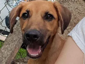 Cachorro raça SRD idade 2 a 6 meses nome Chaminé