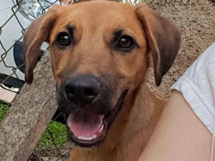 Cachorro ra a SRD idade 2 a 6 meses nome Chaminé