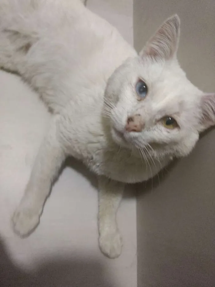 Gato ra a SRD idade 2 anos nome Mingau