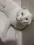 Mingau