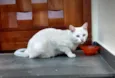 Mingau