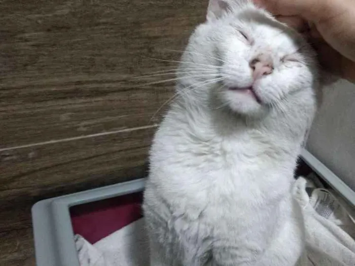 Gato ra a SRD idade 2 anos nome Mingau