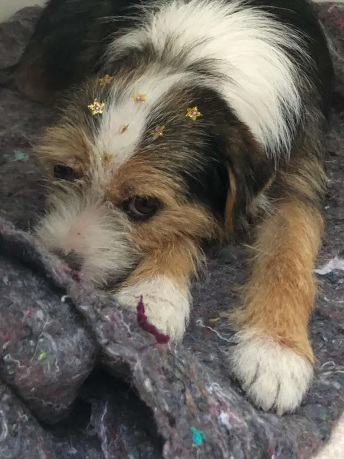 Cachorro ra a Srd idade 2 anos nome Nina