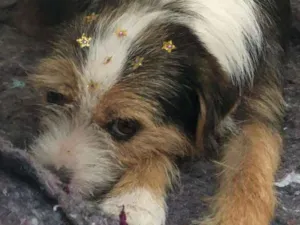Cachorro raça Srd idade 2 anos nome Nina