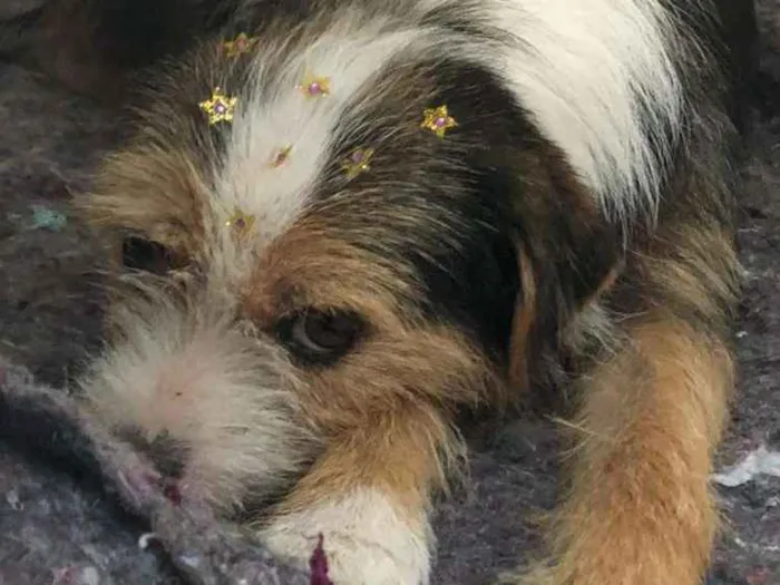 Cachorro ra a Srd idade 2 anos nome Nina