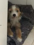 Nina