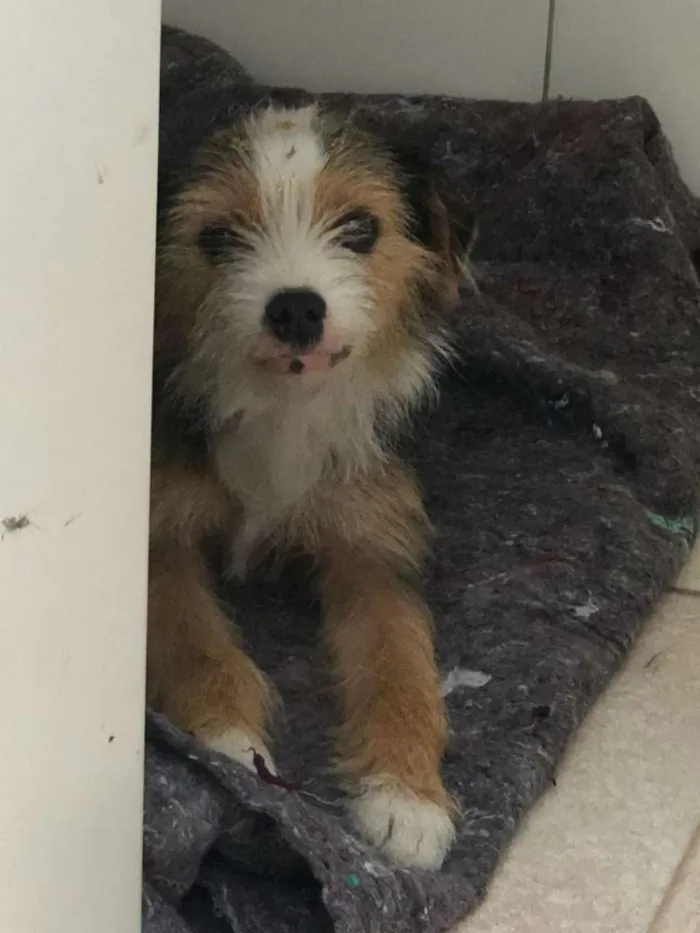 Cachorro ra a Srd idade 2 anos nome Nina