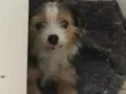 Nina