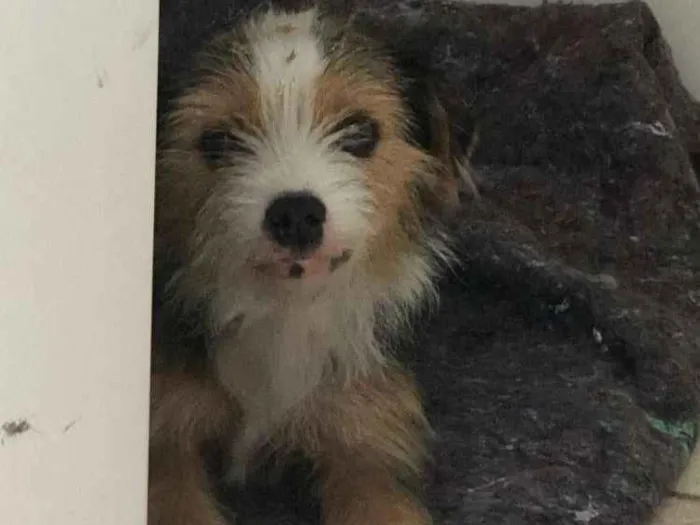 Cachorro ra a Srd idade 2 anos nome Nina