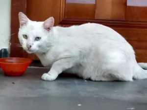 Gato raça SRD idade 2 anos nome Mingau