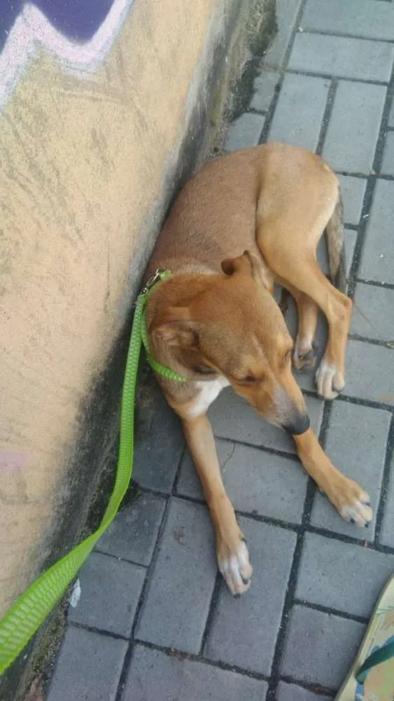 Cachorro ra a Srd idade 2 a 6 meses nome Não sei