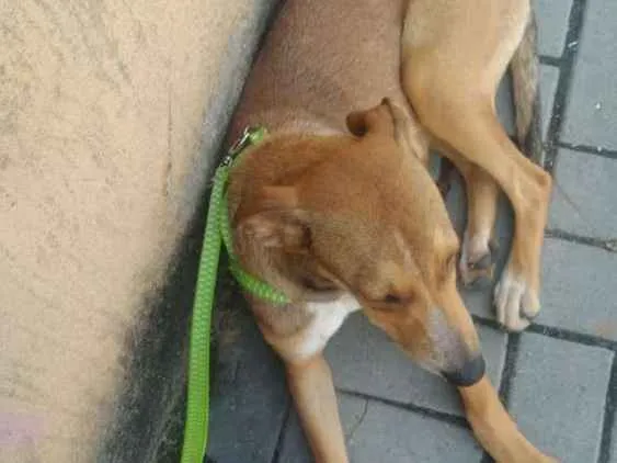 Cachorro ra a Srd idade 2 a 6 meses nome Não sei