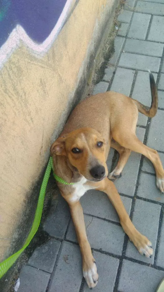 Cachorro ra a Srd idade 2 a 6 meses nome Não sei