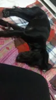 Kiara