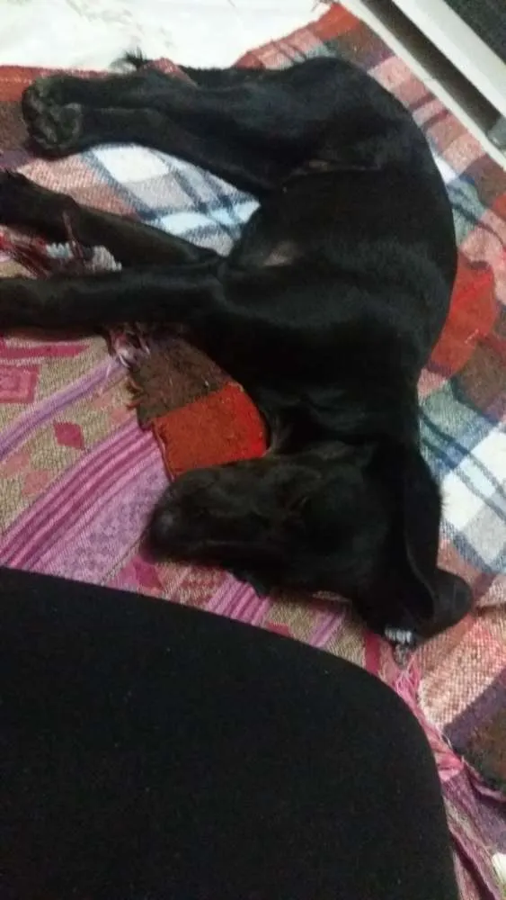 Cachorro ra a Vira lata idade 2 a 6 meses nome Kiara