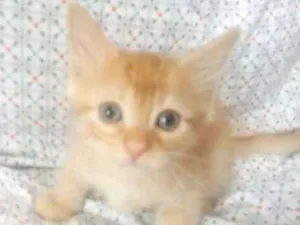 Gato raça  idade Abaixo de 2 meses nome Sem nome ainda