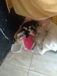 Não tem 