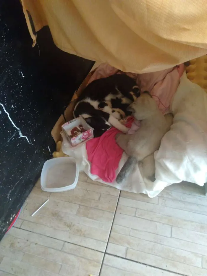 Gato ra a Não sei idade Abaixo de 2 meses nome Não tem 