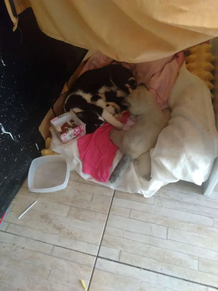 Gato ra a Não sei idade Abaixo de 2 meses nome Não tem 